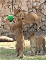 Cubs of lioness were in playful mood
